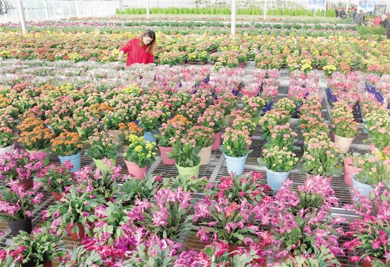 臨夏縣20多萬(wàn)株水仙花、杜鵑、蝴蝶蘭等60多種花卉競(jìng)相綻放