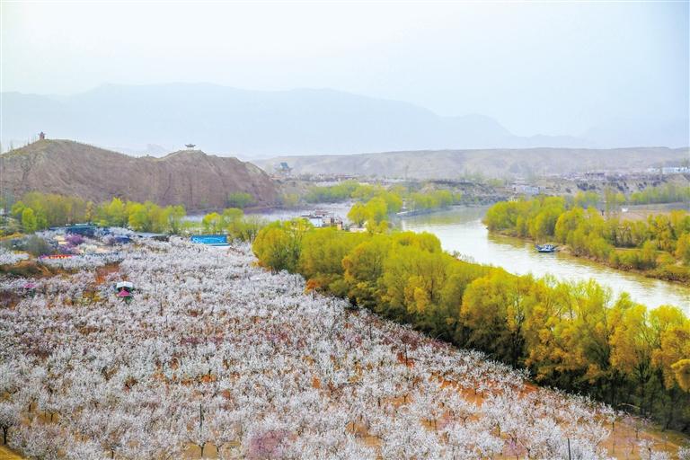 甘肅旅游丨唐汪杏花開 楚楚等君來 在這里賞花看丹霞，美哉！