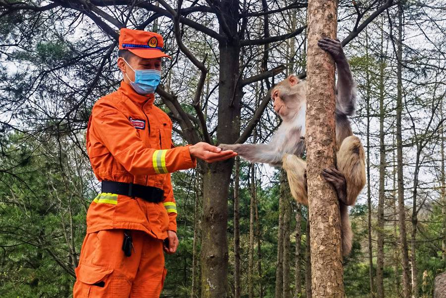 【甘快看】嗨！你好！甘肅隴南森林消防員巡護(hù)途中偶遇野生獼猴群