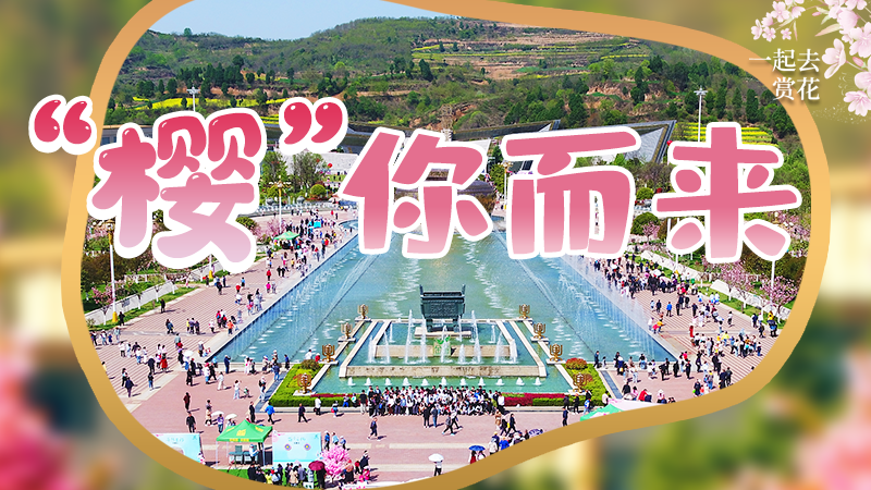 海報|春色爛漫，一組海報“云賞”櫻花盛開