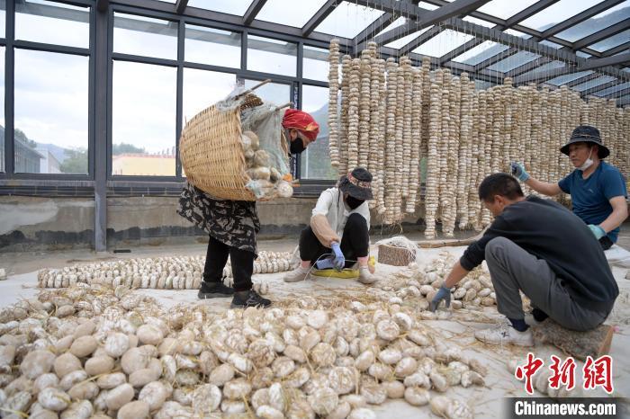 5月10日，甘肅省甘南藏族自治州迭部縣一青稞酒廠，工作人員用青稞面和青稞草等制成的曲坯用繩子串起來，方便掛起來曬干。九美旦增　攝
