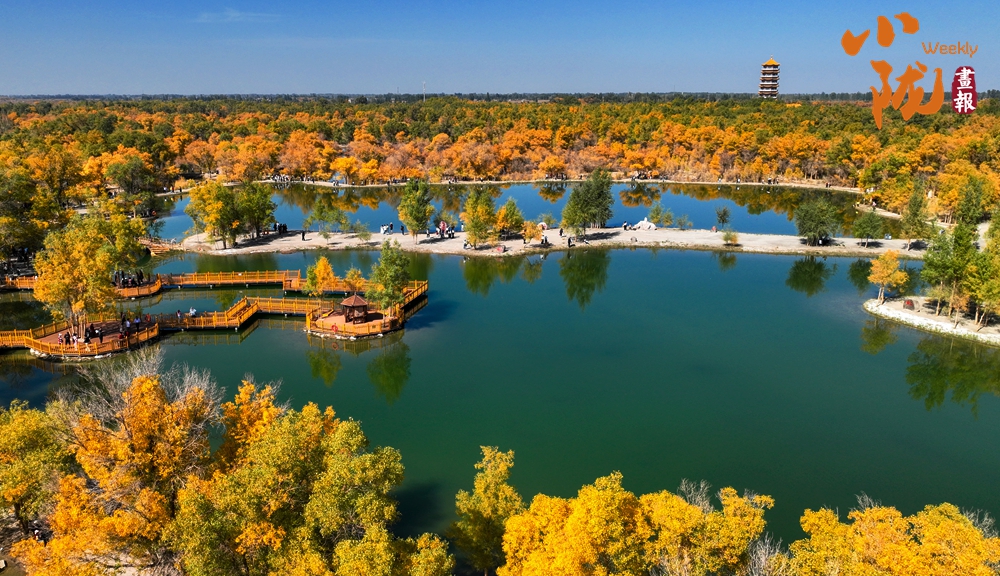 【小隴畫(huà)報(bào)·417期】金塔胡楊，甘肅秋景的“天花板”