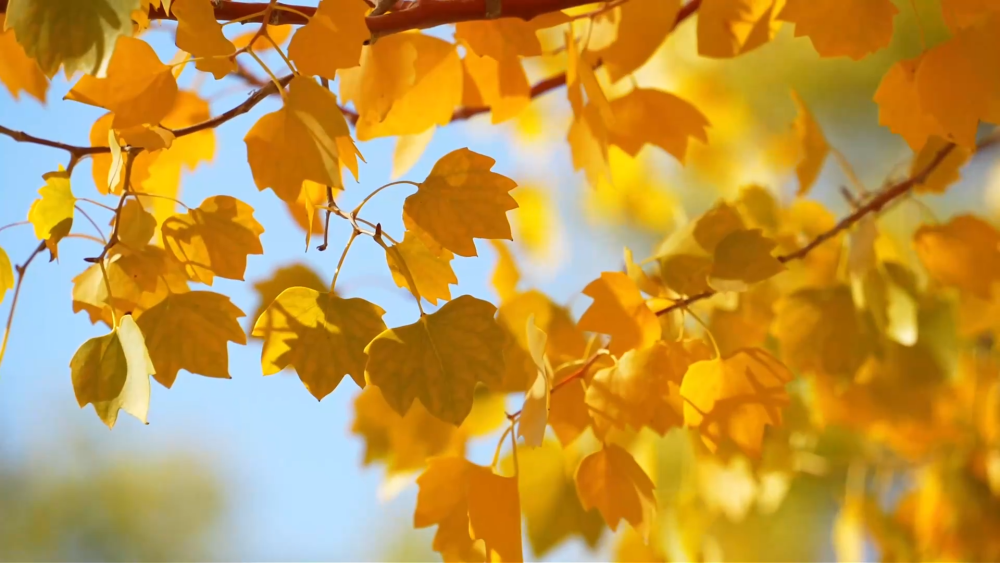 甘肅金塔沙漠胡楊林景區(qū)進(jìn)入最佳觀賞期