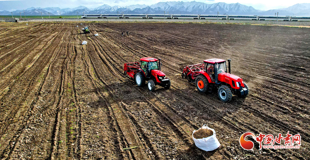 隴拍客丨山丹：祁連山下300多萬(wàn)斤黃參忙收獲